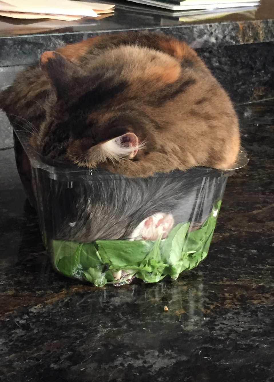Chat endormi dans un récipient en plastique de feuilles de salade