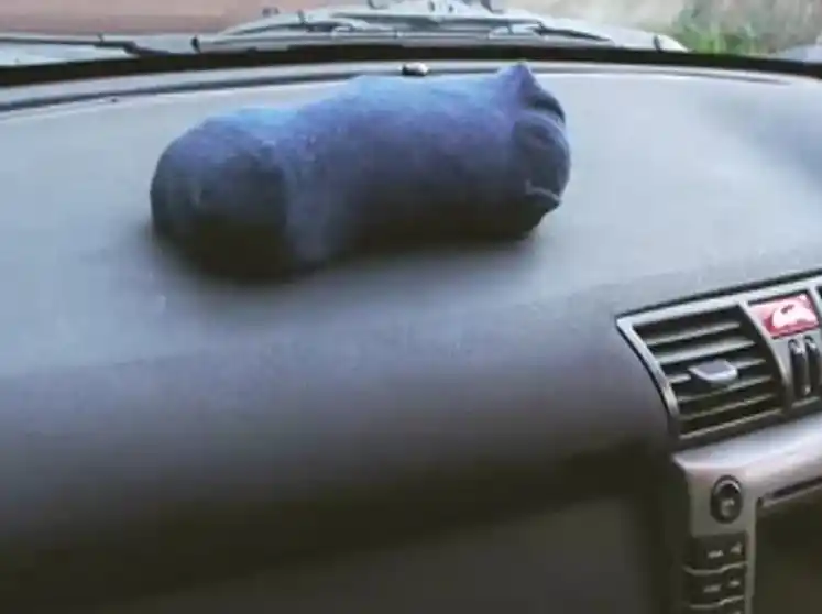 またまた猫砂活用術